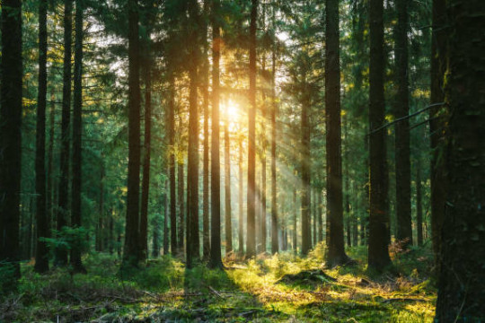 Nature